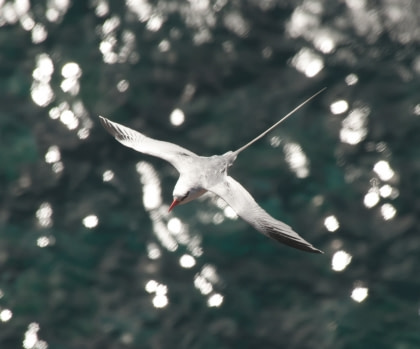 Vogelarten auf St. Helena#}