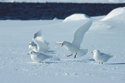 Ivory Gull#}