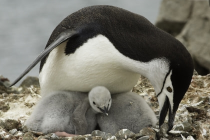 Pingüino de barbijo#}