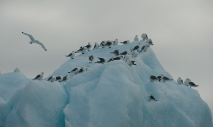 North Spitsbergen, Arctic Summer - Summer Solstice