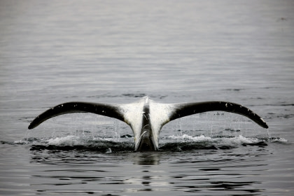 Ballena de Groenlandia#}