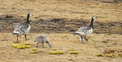 Barnacle Goose#}