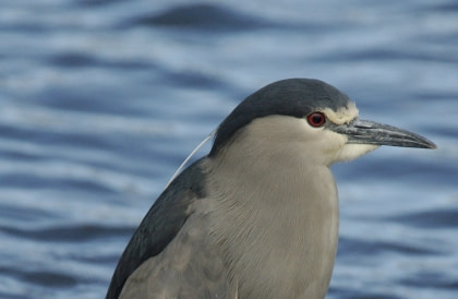 Black-Crowned Night Heron#}