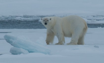 East Spitsbergen, Home of the Polar Bear - Summer Solstice