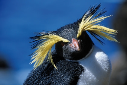 Felsenpinguine auf Tristan da Cunha#}