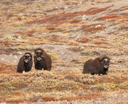 Musk Ox#}