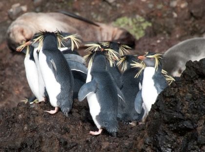 Atlantic Odyssey, excl. Antarctic Peninsula