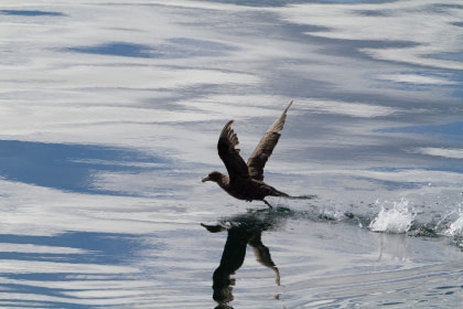 Giant Petrel#}