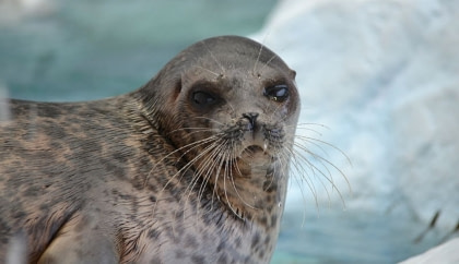 Ringed Seal#}