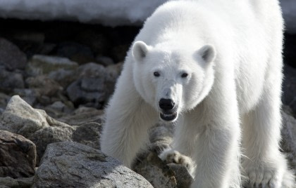 Polar Bear#}