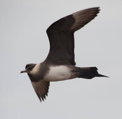 Arctic Skua#}