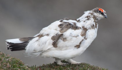 Ptarmigan#}