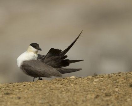 Long-tailed Skua#}