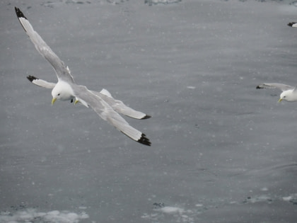 Norte de Spitsbergen, verano ártico - Solsticio de verano