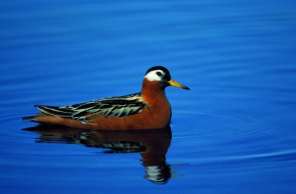 Grey Phalarope#}