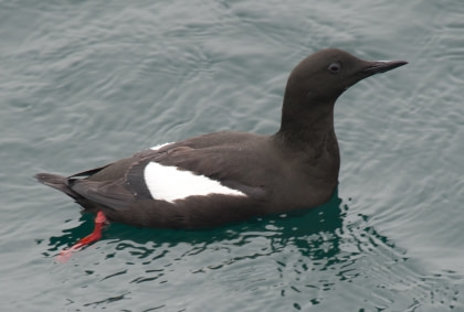 Black Guillemot#}