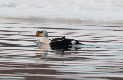 King Eider#}