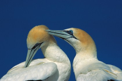 Northern Gannet#}