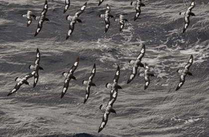 Cape Petrel#}