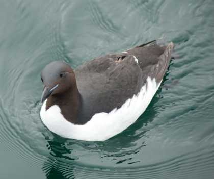 Brünnich's Guillemot#}