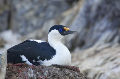 Blue-eyed shag#}