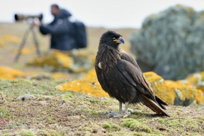 Gestreepte Caracara#}