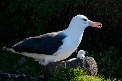 Saunders Island#}