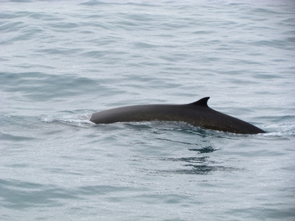 Fin Whale#}