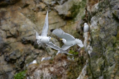 Nord Spitzbergen - Sommersonnenwende -  Auf der Suche nach dem Eisbären- & Packeis - Vogelbeobachtung