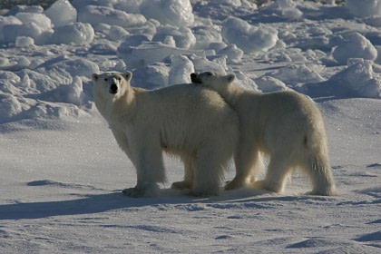 Exploración a Spitsbergen Norte - Entrando en el hielo compacto - Especial Osos Polares