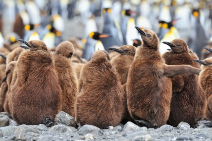 Falkland Islands - South Georgia - Antarctica