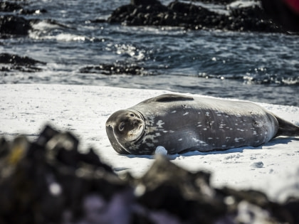 Antarctica - Basecamp