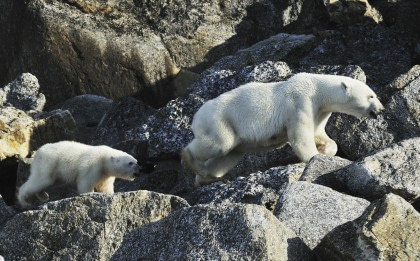 Rund um Spitzbergen - Im Reich von Eisbär & Eis