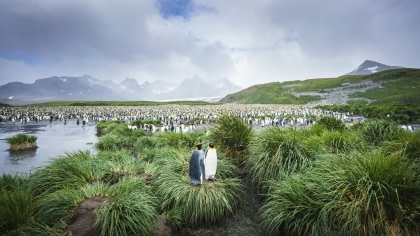 Falkland Islands – South Georgia – Het Antarctisch Schiereiland