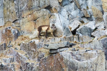 Norte de Spitsbergen, Buscando el oso polar y la bolsa de hielo