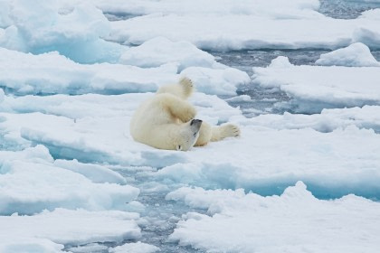 Encuentran por primera vez dos osos polares idénticos