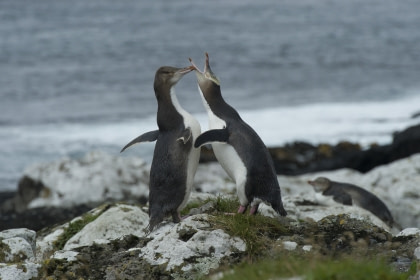 Yellow-Eyed Penguin#}