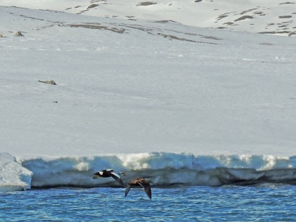 Nord Spitzbergen, Arktische Sommer