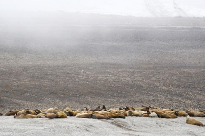 Rond Spitsbergen - In het gebied van de ijsbeer en ijs