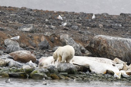 Rond Spitsbergen - In het gebied van de ijsbeer en ijs