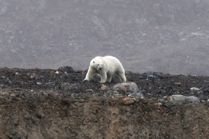 Rond Spitsbergen - In het gebied van de ijsbeer en ijs