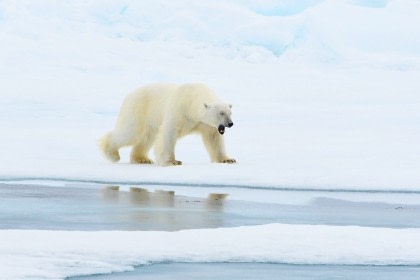 Rond Spitsbergen - In het gebied van de ijsbeer en ijs