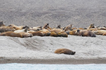 Rond Spitsbergen - In het gebied van de ijsbeer en ijs