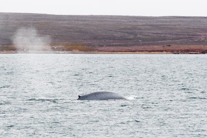 Rond Spitsbergen - In het gebied van de ijsbeer en ijs