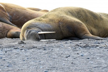 Rond Spitsbergen - In het gebied van de ijsbeer en ijs