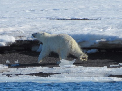 La Polar el #belloto hoy cierra sus puertas definitivamente.