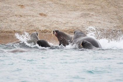 Around Spitsbergen - In the realm of Polar Bear & Ice