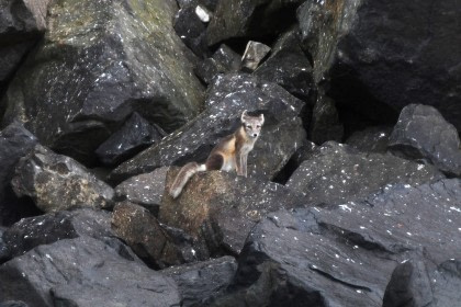 Around Spitsbergen, In the realm of Polar Bear & Ice