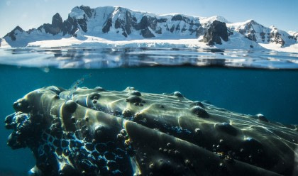 Antarctica - Whale watching discovery and learning voyage