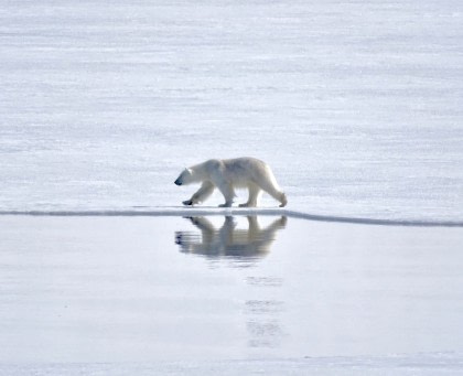 Noord-Spitsbergen Explorer - Het pakijs in, Zomerzonnewende